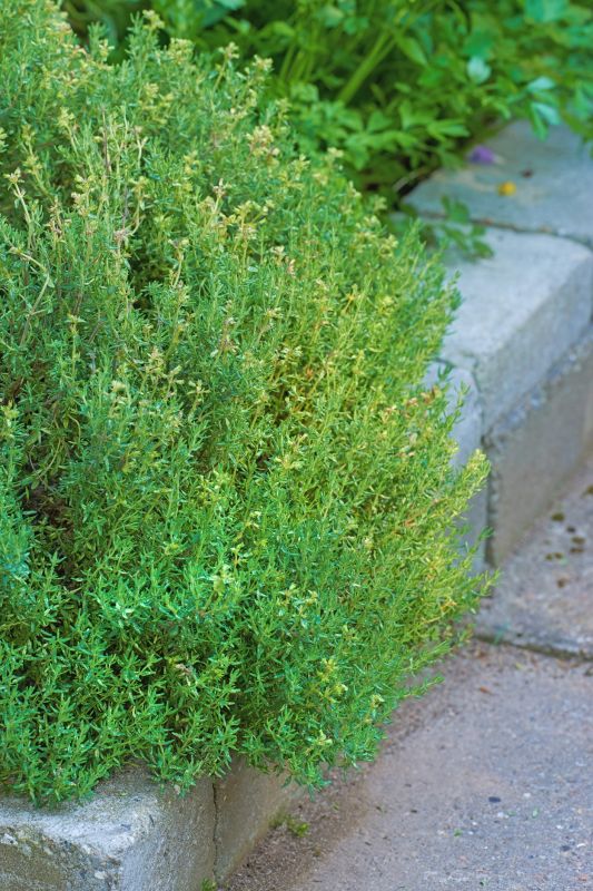 Concrete Yard Curbing