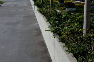 Decorative Edging with Concrete